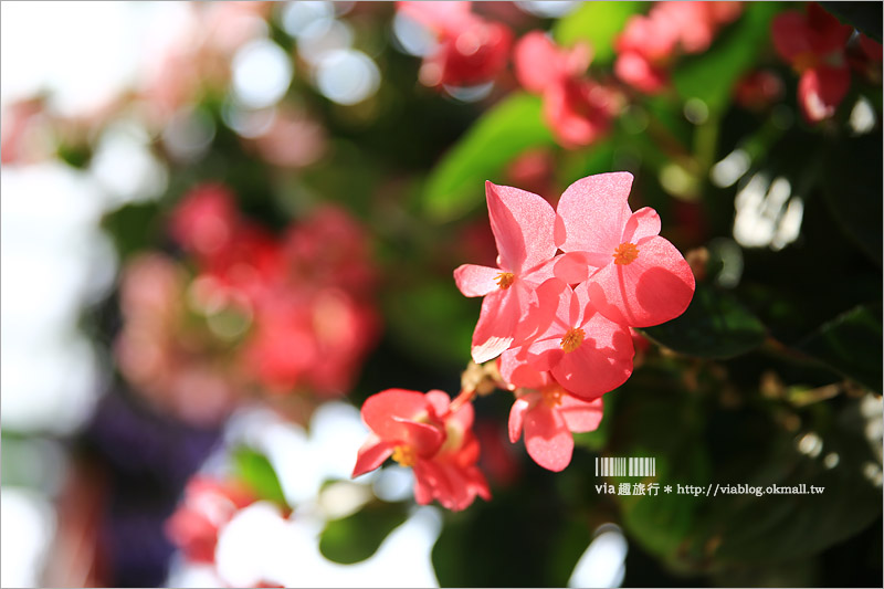 【彰化菁芳園落羽松】Tenway Cafe～園區新咖啡館登場！帶著紫色夢幻感的玻璃花房好浪漫！