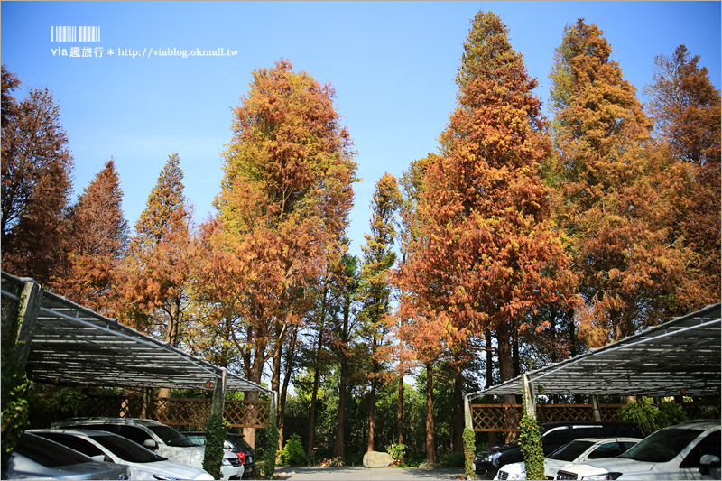 【彰化菁芳園落羽松】Tenway Cafe～園區新咖啡館登場！帶著紫色夢幻感的玻璃花房好浪漫！