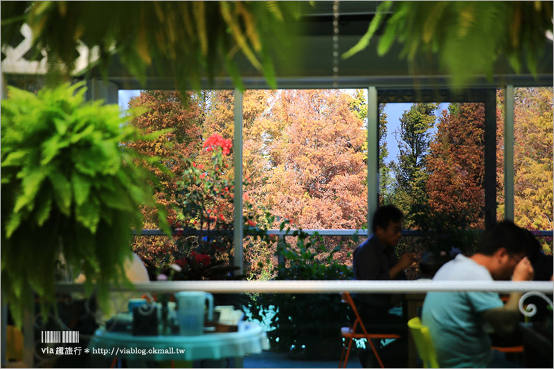 【彰化菁芳園落羽松】Tenway Cafe～園區新咖啡館登場！帶著紫色夢幻感的玻璃花房好浪漫！