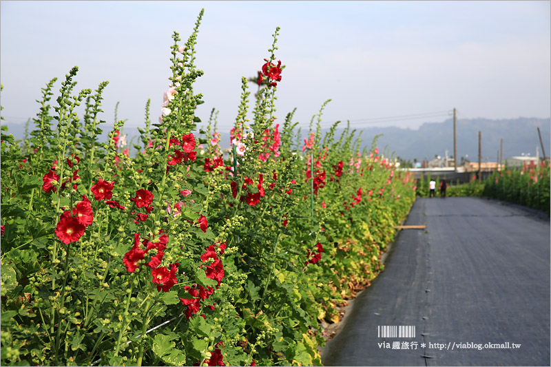 彰化旅遊》田中蜀葵節～出遊賞花趣！二萬株蜀葵花加繽紛貓咪彩繪好吸睛！