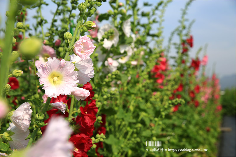 彰化旅遊》田中蜀葵節～出遊賞花趣！二萬株蜀葵花加繽紛貓咪彩繪好吸睛！