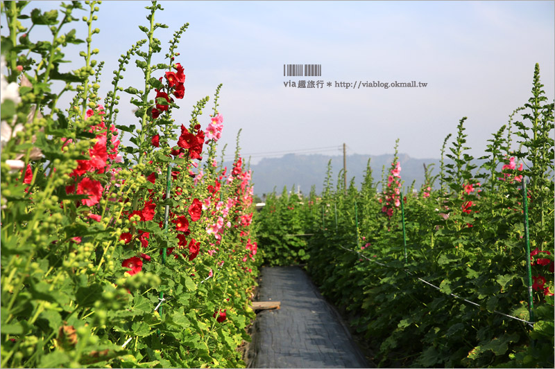 彰化旅遊》田中蜀葵節～出遊賞花趣！二萬株蜀葵花加繽紛貓咪彩繪好吸睛！