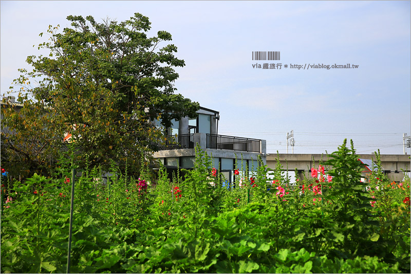 彰化旅遊》田中蜀葵節～出遊賞花趣！二萬株蜀葵花加繽紛貓咪彩繪好吸睛！