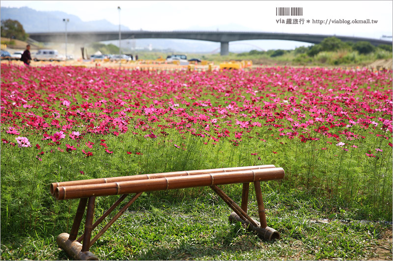 南投花海》南投市貓羅溪花海～南投好好玩！賞花燈、沙雕、花海，三個願望一次滿足！