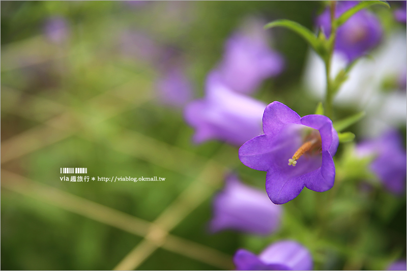 雲林景點》台南農業改良場雲林分場～隱藏版的彩虹花田！風鈴花夢幻登場！