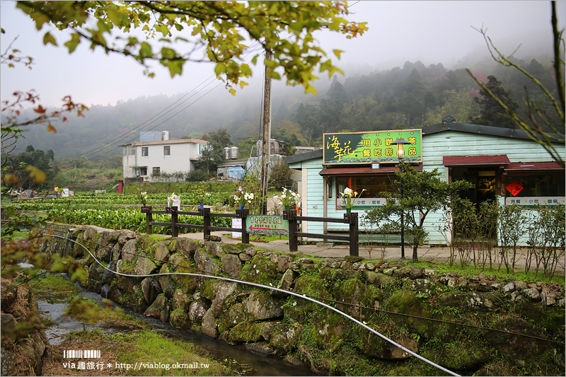 竹子湖海芋季》苗榜海芋田賞花季～今年的花兒都已經開好囉！準備上山賞花趣～