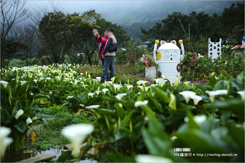 竹子湖海芋季》苗榜海芋田賞花季～今年的花兒都已經開好囉！準備上山賞花趣～