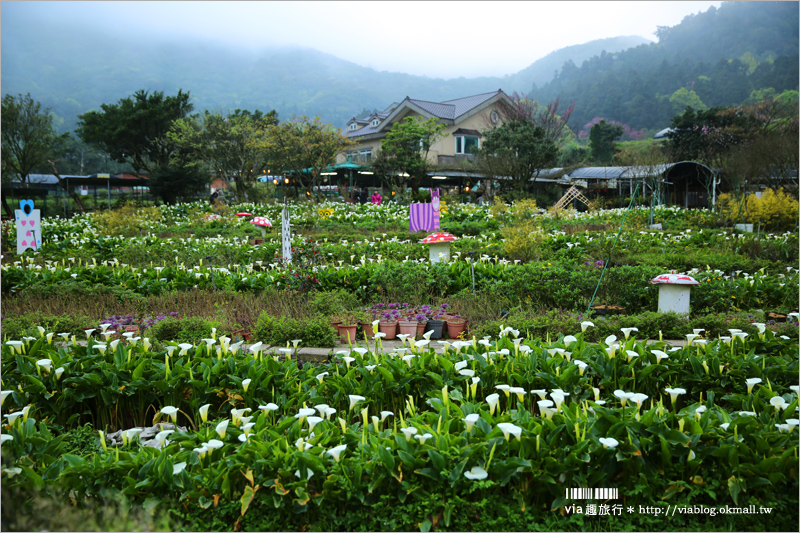 竹子湖海芋季》苗榜海芋田賞花季～今年的花兒都已經開好囉！準備上山賞花趣～