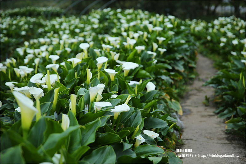 竹子湖海芋季》苗榜海芋田賞花季～今年的花兒都已經開好囉！準備上山賞花趣～