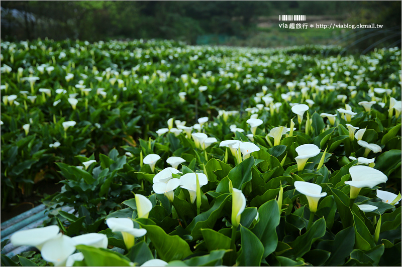 竹子湖海芋季》苗榜海芋田賞花季～今年的花兒都已經開好囉！準備上山賞花趣～