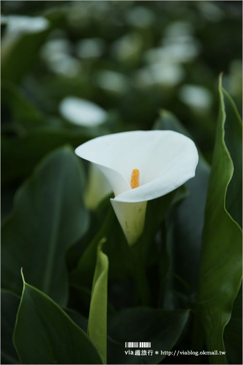 竹子湖海芋季》苗榜海芋田賞花季～今年的花兒都已經開好囉！準備上山賞花趣～