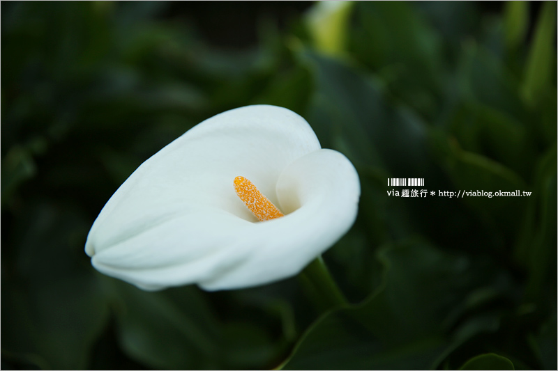 竹子湖海芋季》苗榜海芋田賞花季～今年的花兒都已經開好囉！準備上山賞花趣～