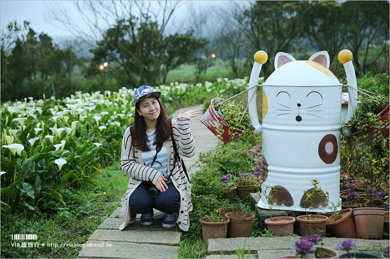 竹子湖海芋季》苗榜海芋田賞花季～今年的花兒都已經開好囉！準備上山賞花趣～