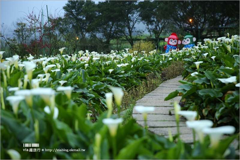 竹子湖海芋季》苗榜海芋田賞花季～今年的花兒都已經開好囉！準備上山賞花趣～