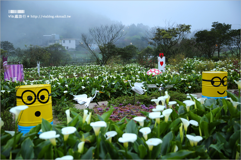 竹子湖海芋季》苗榜海芋田賞花季～今年的花兒都已經開好囉！準備上山賞花趣～