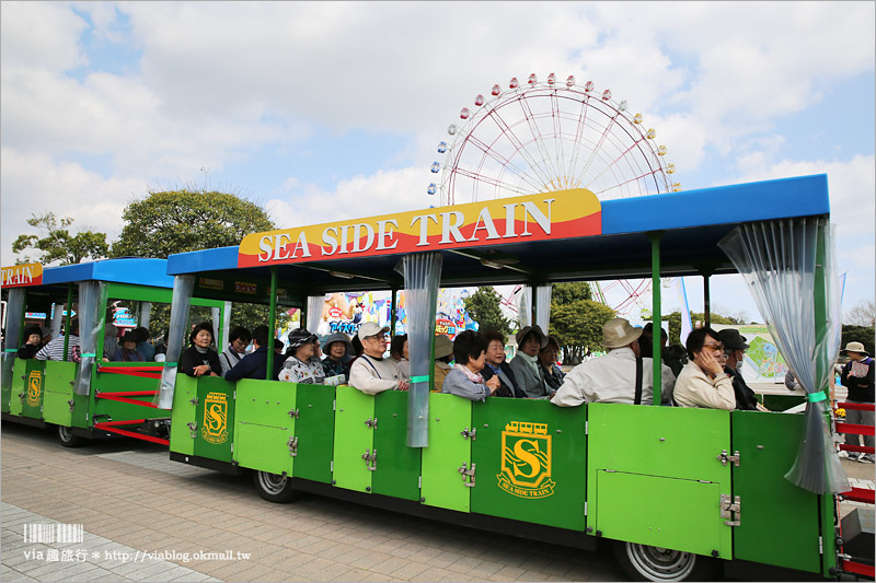 日本粉蝶花》國營常陸海濱公園～朝聖！無敵夢幻的粉蝶花丘大盛開！一生必賞的浪漫絕景！