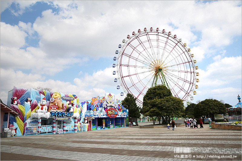 日本粉蝶花》國營常陸海濱公園～朝聖！無敵夢幻的粉蝶花丘大盛開！一生必賞的浪漫絕景！