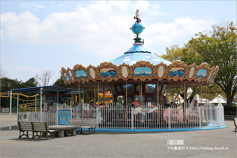 日本粉蝶花》國營常陸海濱公園～朝聖！無敵夢幻的粉蝶花丘大盛開！一生必賞的浪漫絕景！