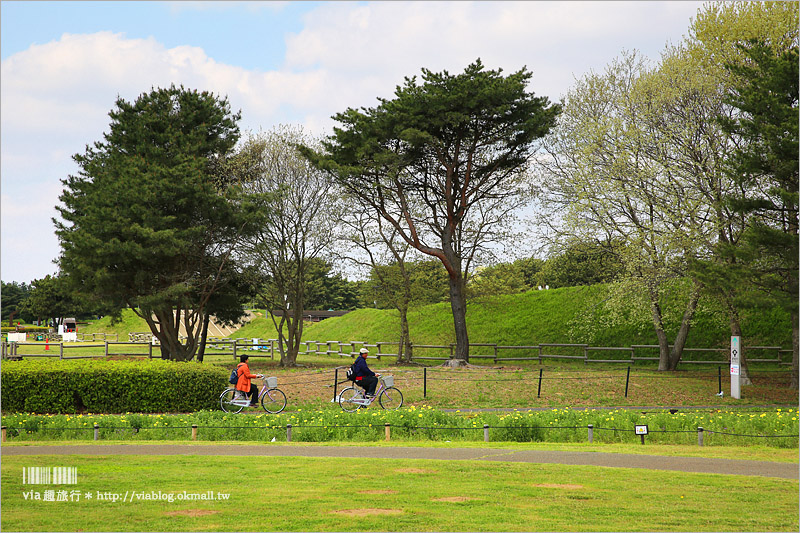 日本粉蝶花》國營常陸海濱公園～朝聖！無敵夢幻的粉蝶花丘大盛開！一生必賞的浪漫絕景！