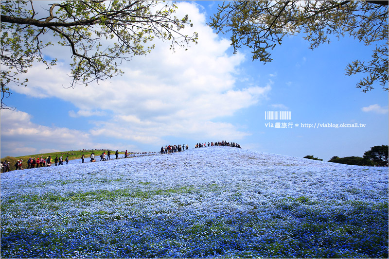 日本粉蝶花》國營常陸海濱公園～朝聖！無敵夢幻的粉蝶花丘大盛開！一生必賞的浪漫絕景！