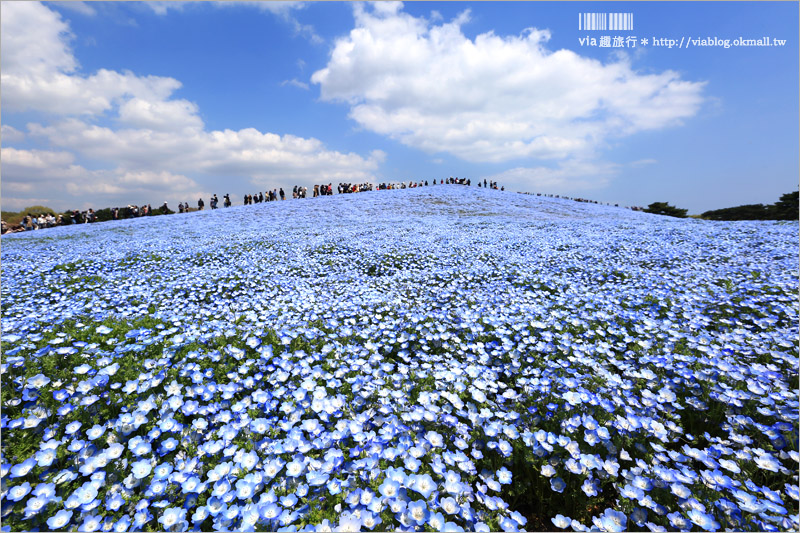 日本粉蝶花》國營常陸海濱公園～朝聖！無敵夢幻的粉蝶花丘大盛開！一生必賞的浪漫絕景！