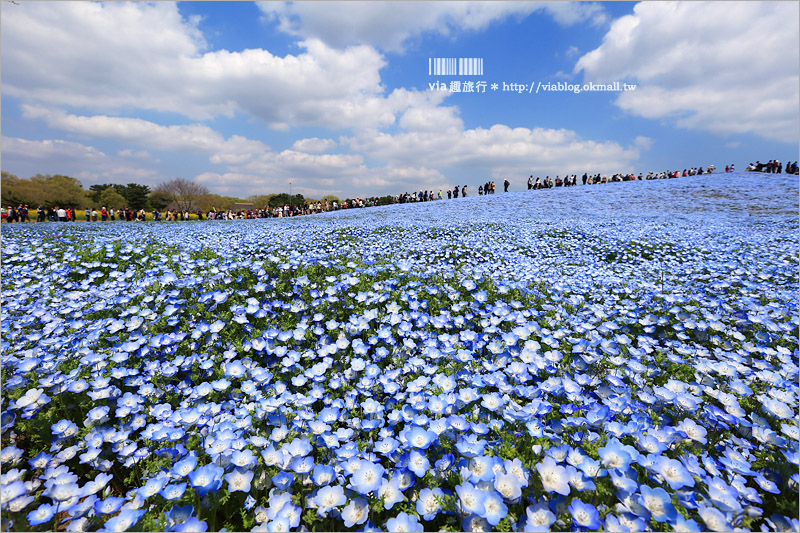 日本粉蝶花》國營常陸海濱公園～朝聖！無敵夢幻的粉蝶花丘大盛開！一生必賞的浪漫絕景！