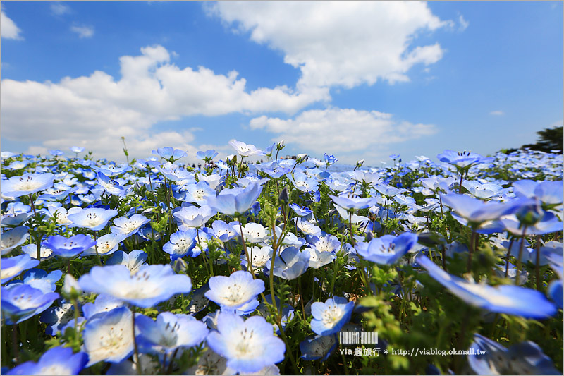 日本粉蝶花》國營常陸海濱公園～朝聖！無敵夢幻的粉蝶花丘大盛開！一生必賞的浪漫絕景！