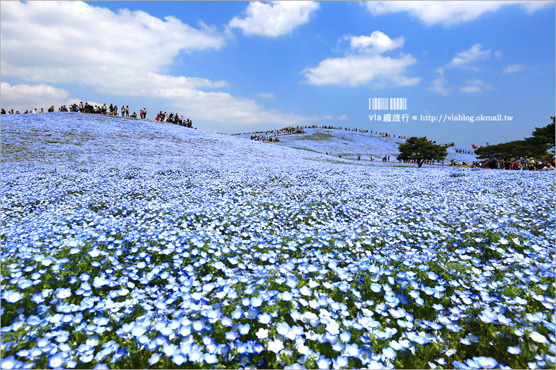 日本粉蝶花》國營常陸海濱公園～朝聖！無敵夢幻的粉蝶花丘大盛開！一生必賞的浪漫絕景！