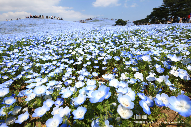 日本粉蝶花》國營常陸海濱公園～朝聖！無敵夢幻的粉蝶花丘大盛開！一生必賞的浪漫絕景！