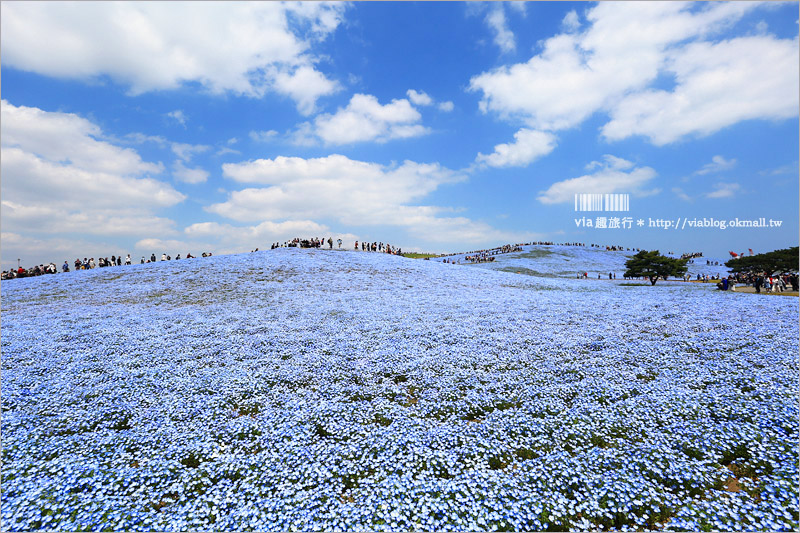 日本粉蝶花》國營常陸海濱公園～朝聖！無敵夢幻的粉蝶花丘大盛開！一生必賞的浪漫絕景！