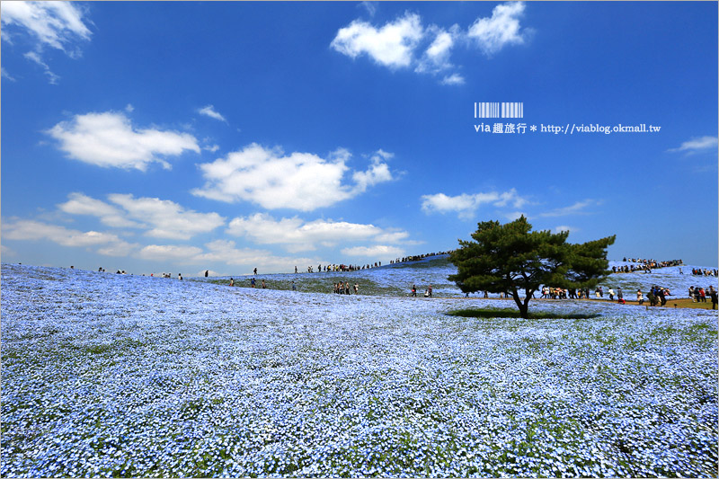 日本粉蝶花》國營常陸海濱公園～朝聖！無敵夢幻的粉蝶花丘大盛開！一生必賞的浪漫絕景！