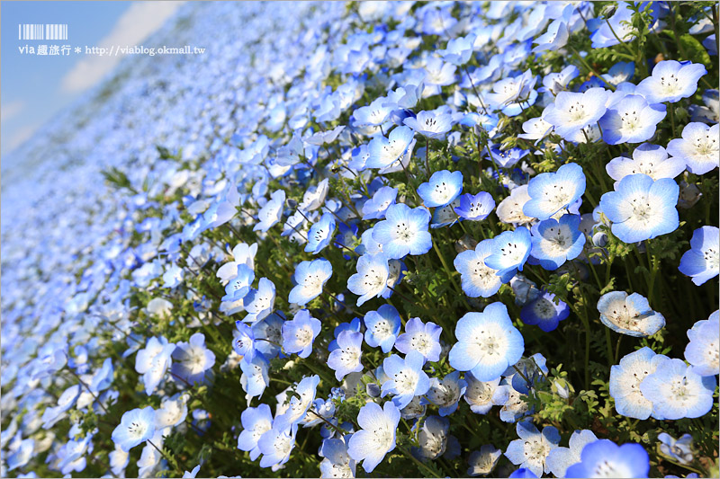 日本粉蝶花》國營常陸海濱公園～朝聖！無敵夢幻的粉蝶花丘大盛開！一生必賞的浪漫絕景！