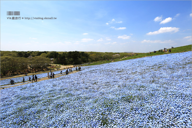 日本粉蝶花》國營常陸海濱公園～朝聖！無敵夢幻的粉蝶花丘大盛開！一生必賞的浪漫絕景！