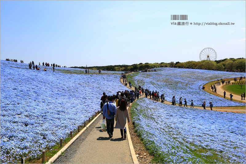 日本粉蝶花》國營常陸海濱公園～朝聖！無敵夢幻的粉蝶花丘大盛開！一生必賞的浪漫絕景！