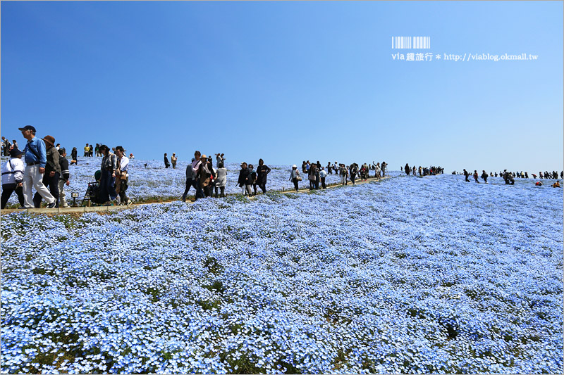 日本粉蝶花》國營常陸海濱公園～朝聖！無敵夢幻的粉蝶花丘大盛開！一生必賞的浪漫絕景！