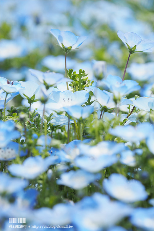 日本粉蝶花》國營常陸海濱公園～朝聖！無敵夢幻的粉蝶花丘大盛開！一生必賞的浪漫絕景！