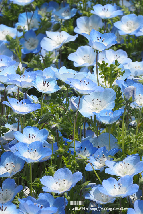 日本粉蝶花》國營常陸海濱公園～朝聖！無敵夢幻的粉蝶花丘大盛開！一生必賞的浪漫絕景！