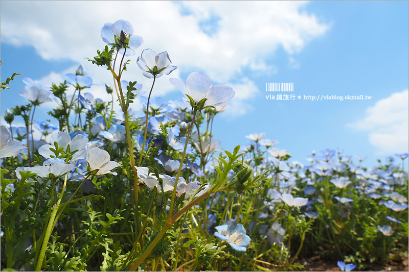 日本粉蝶花》國營常陸海濱公園～朝聖！無敵夢幻的粉蝶花丘大盛開！一生必賞的浪漫絕景！