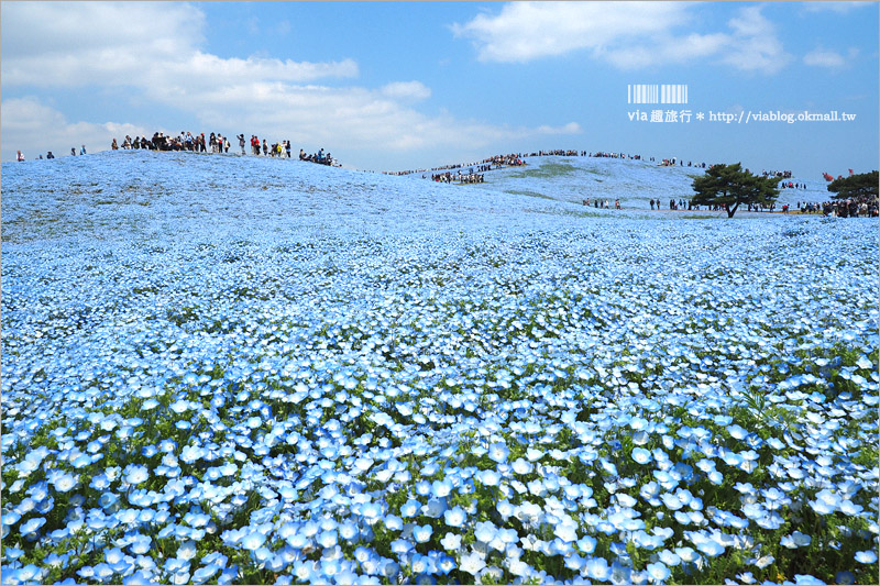 日本粉蝶花》國營常陸海濱公園～朝聖！無敵夢幻的粉蝶花丘大盛開！一生必賞的浪漫絕景！