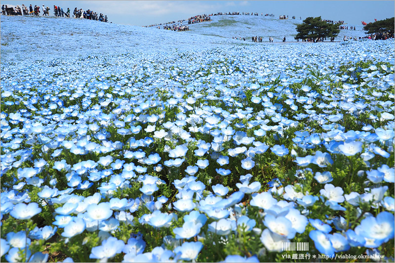 日本粉蝶花》國營常陸海濱公園～朝聖！無敵夢幻的粉蝶花丘大盛開！一生必賞的浪漫絕景！