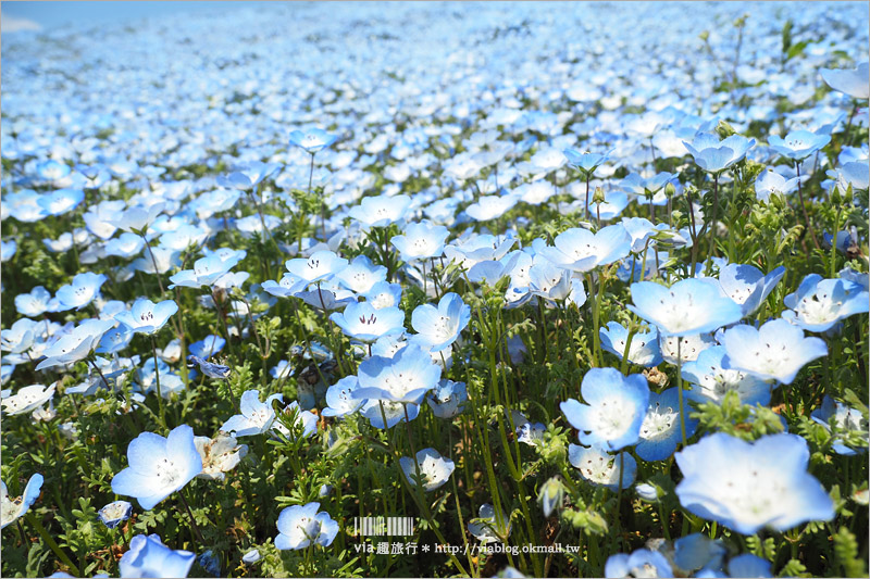 日本粉蝶花》國營常陸海濱公園～朝聖！無敵夢幻的粉蝶花丘大盛開！一生必賞的浪漫絕景！