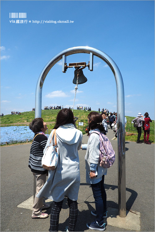 日本粉蝶花》國營常陸海濱公園～朝聖！無敵夢幻的粉蝶花丘大盛開！一生必賞的浪漫絕景！