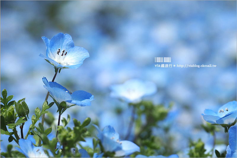 日本粉蝶花》國營常陸海濱公園～朝聖！無敵夢幻的粉蝶花丘大盛開！一生必賞的浪漫絕景！