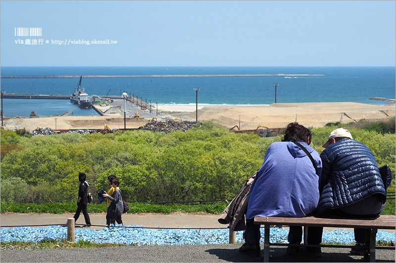 日本粉蝶花》國營常陸海濱公園～朝聖！無敵夢幻的粉蝶花丘大盛開！一生必賞的浪漫絕景！