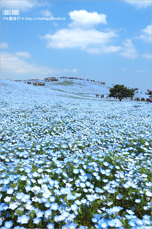 日本粉蝶花》國營常陸海濱公園～朝聖！無敵夢幻的粉蝶花丘大盛開！一生必賞的浪漫絕景！