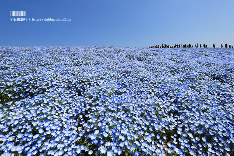 日本粉蝶花》國營常陸海濱公園～朝聖！無敵夢幻的粉蝶花丘大盛開！一生必賞的浪漫絕景！