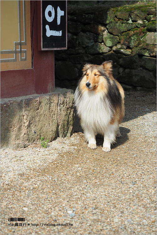 韓國景點》韓國京畿道景點～鬼怪旅點看這裡：優美古寺「石南寺」＋典雅教堂「美里川聖堂」旅行去！