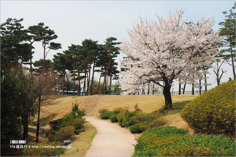 韓國賞櫻景點》水原華城行宮～世界文化遺產景點！古城秀麗迷人、櫻花綻放時節美不勝收