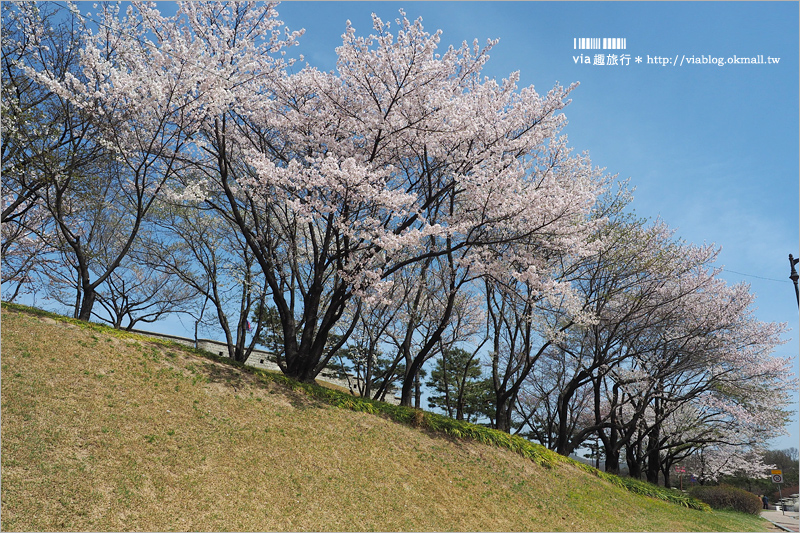 韓國賞櫻景點》水原華城行宮～世界文化遺產景點！古城秀麗迷人、櫻花綻放時節美不勝收