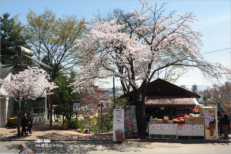 韓國賞櫻景點》水原華城行宮～世界文化遺產景點！古城秀麗迷人、櫻花綻放時節美不勝收